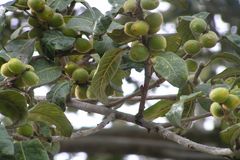 Ficus drupacea var. pubescens